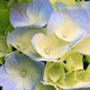 Meet your Posher, Trinity